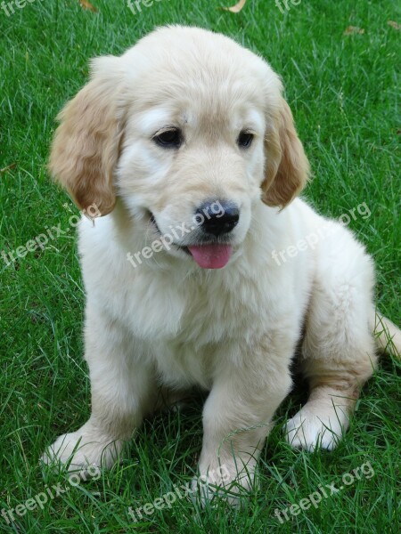 Puppy Golden Cute Animal Domestic Animal