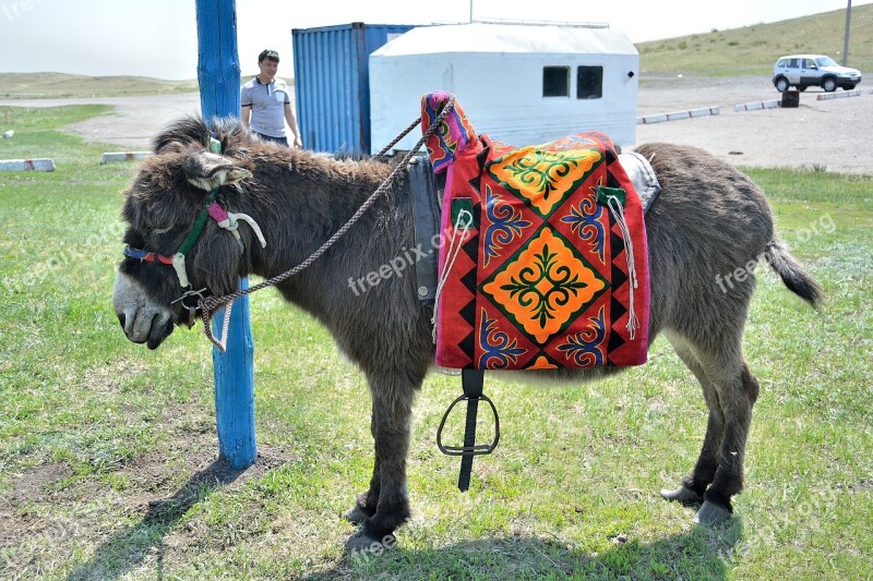 Donkey Animals Animal Kazakh Pattern Stroll