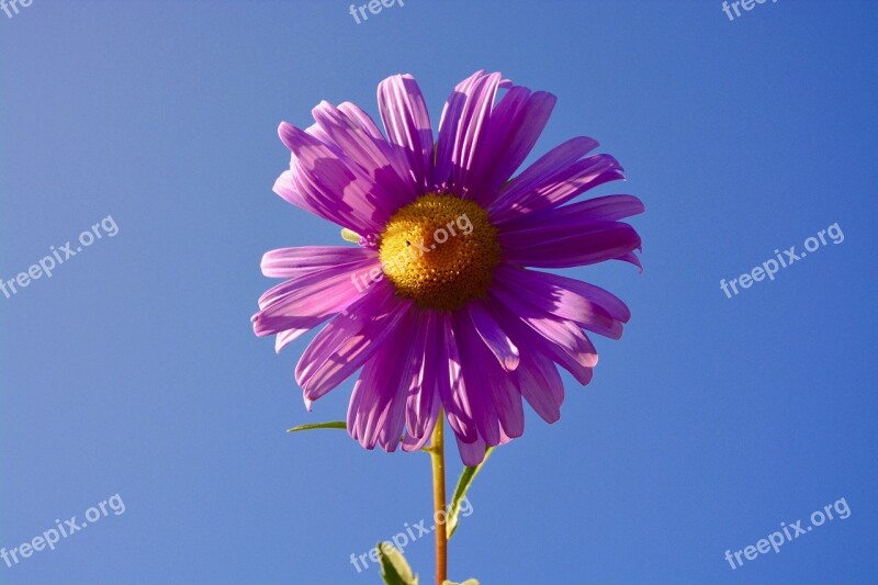 Flower Marguerite Color Parma Garden Field