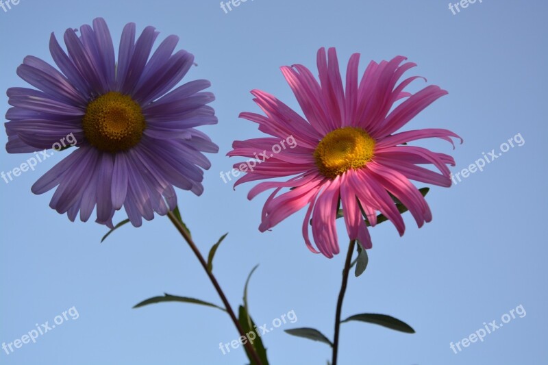 Flower Nature Garden Pink Parma