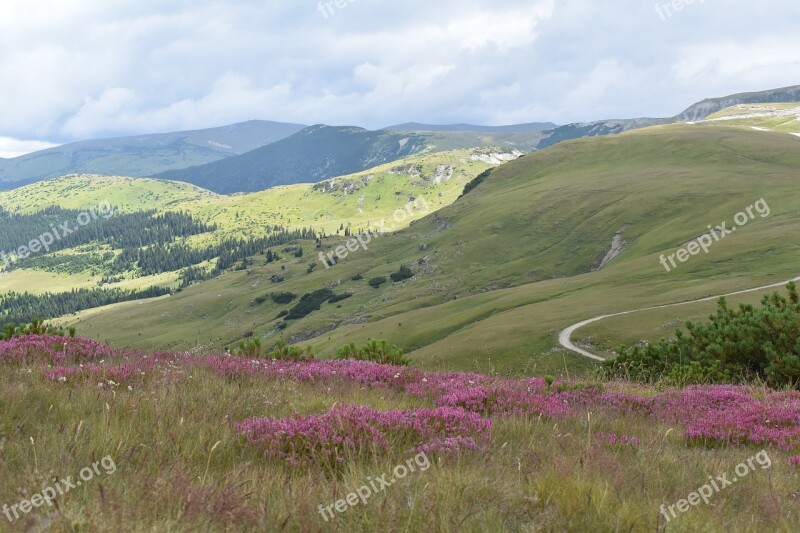 Mountain Road Mountain Flowers Alpine Flowers Landscape Mountain