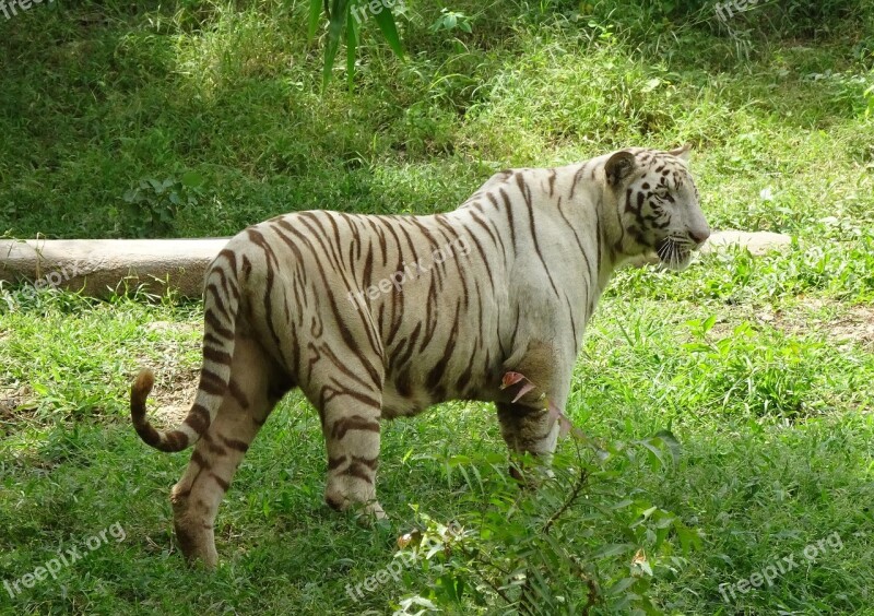 Tiger White Tiger Cat Animal Wildlife