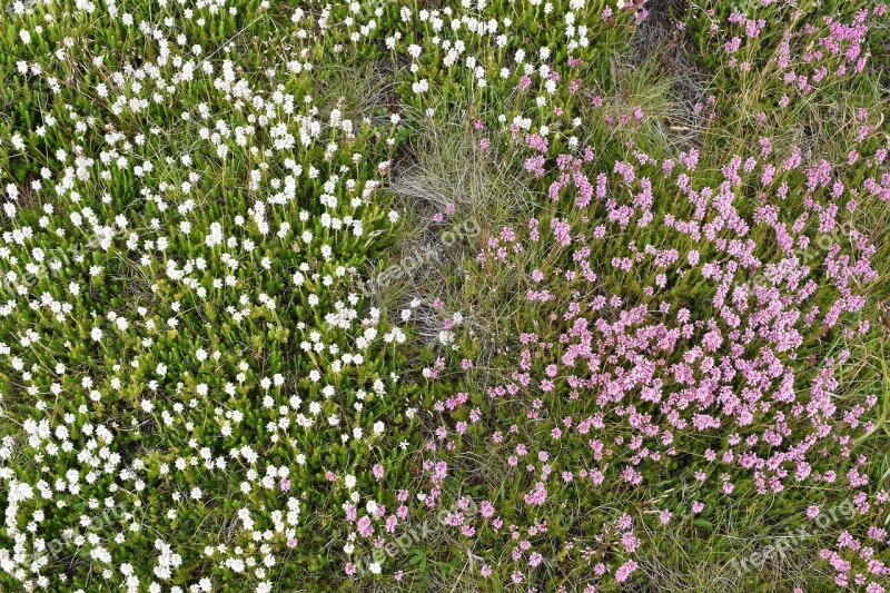 Mountain Flowers Wild Flowers Alpine Flowers Blossom Floral