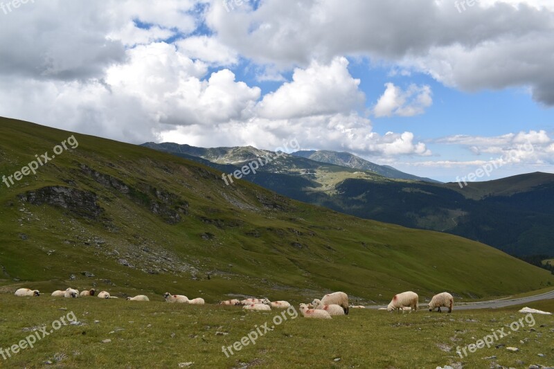 Sheeps Mountain Pasture Livestock Grass