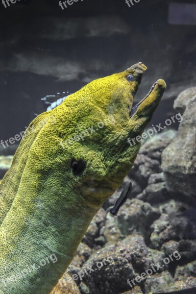 Moray Eel Green Large Free Photos