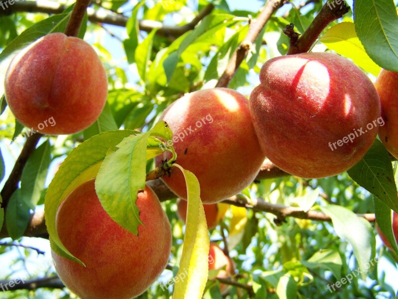 Peach Ripe Fruit Yellow-red Peach Free Photos