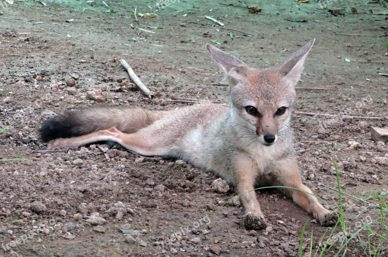 Fox Bengal Fox Vulpes Bengalensis Indian Fox Mammal