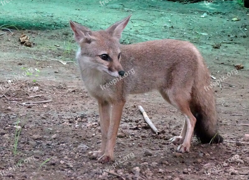 Fox Bengal Fox Vulpes Bengalensis Indian Fox Mammal