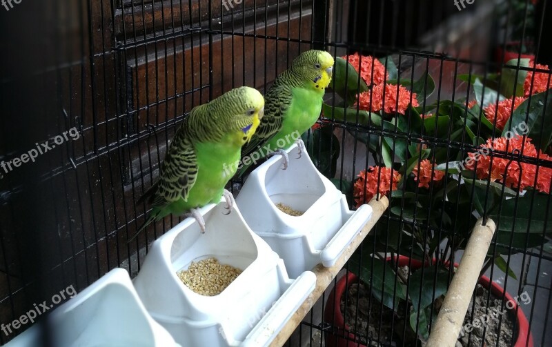 Prisoners Parrot Wait And See Free Photos