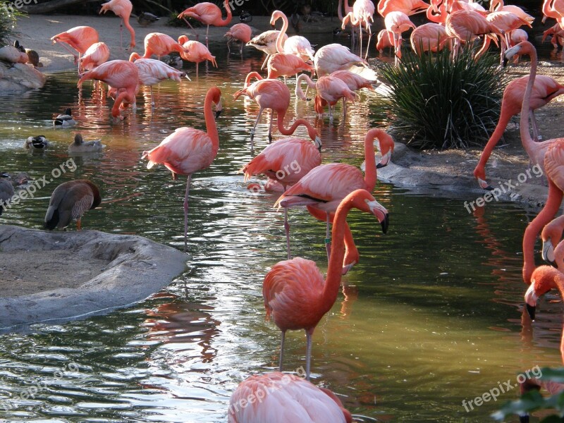 Flamingo Bird Pink Nature Water