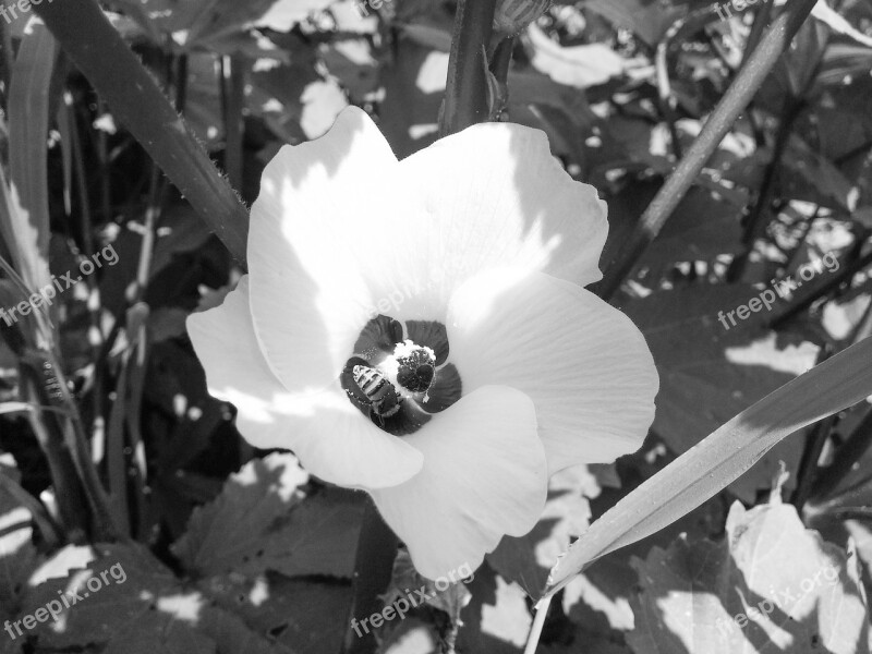 Flower Black And White White Nature White Flower