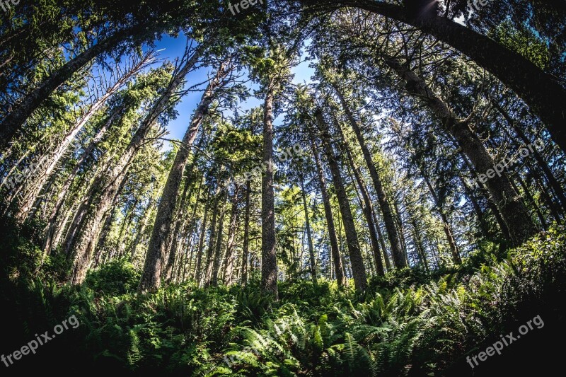 Fisheye Wide Angle Trees Pacific Mountains