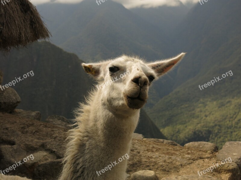 Alpaca Lama Camel Machu Picchu Funny