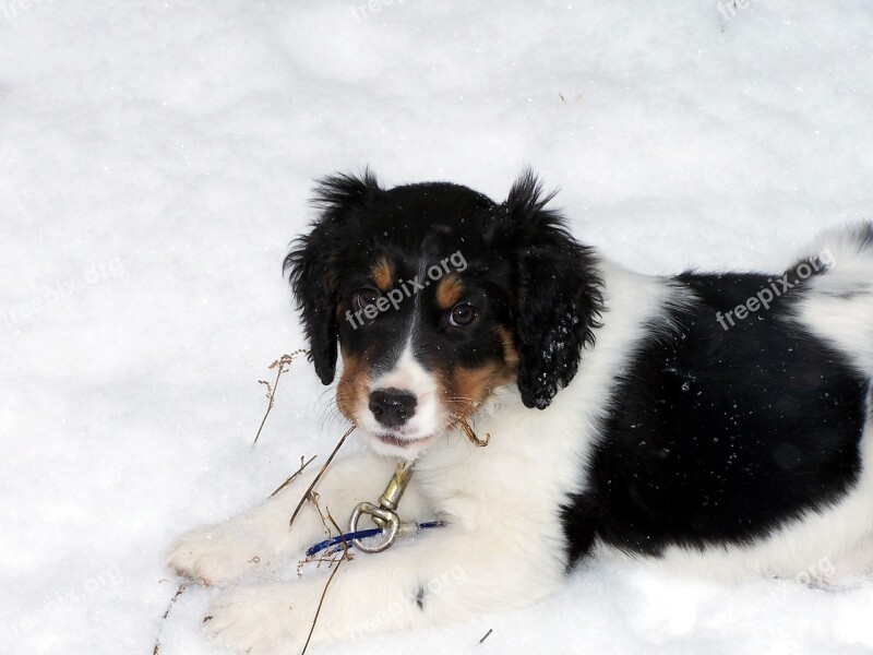 English Springer Spaniel Dog Puppy