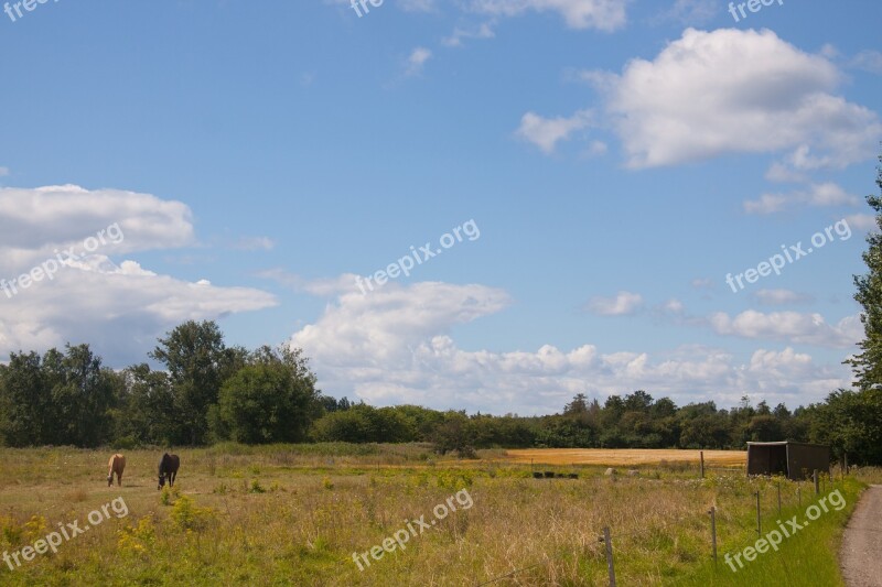 Field Blue Sky Clouds Sums Vegetation