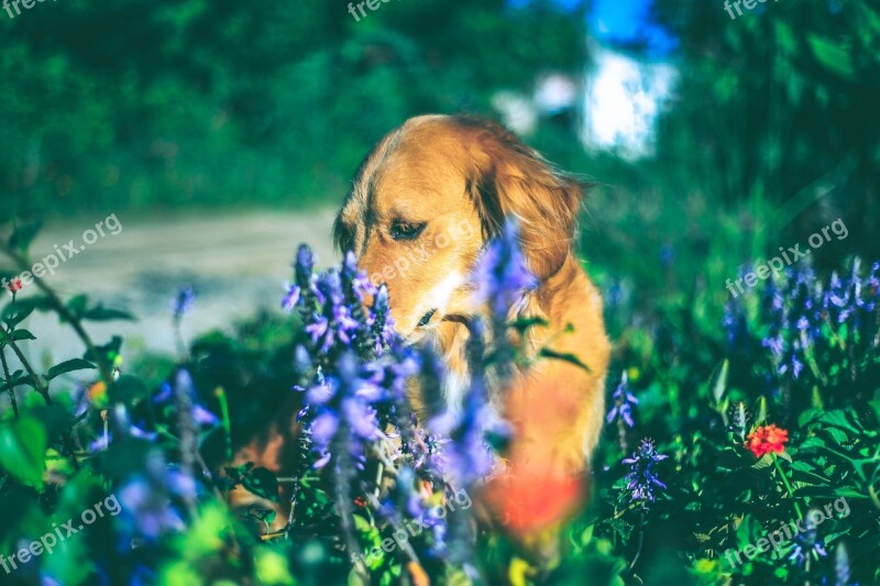 Pet Golden Dog Puppy Canine