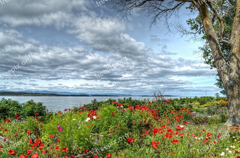 Sky River Tree Flowers Landscape