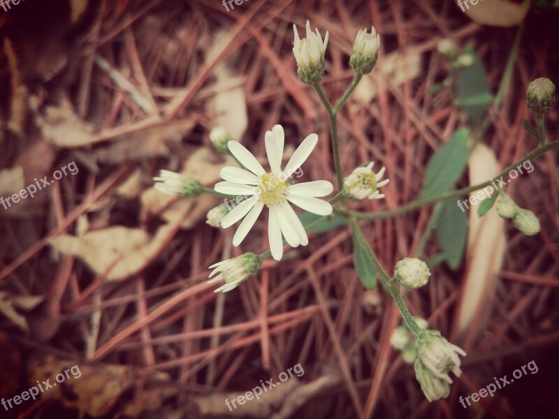 Chrysanthemum Daisy Flowers And Plants Free Photos