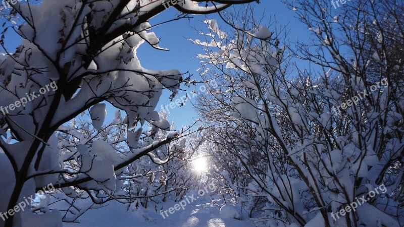 Sun Snow Sunbeams Winter Woods