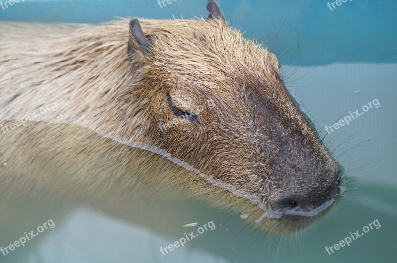 Capybara Harvest Hills My Free Photos