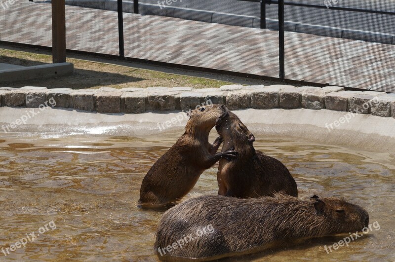 Capybara Harvest Hills My Free Photos