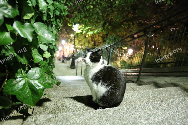 Cat Stairs Paris Black White