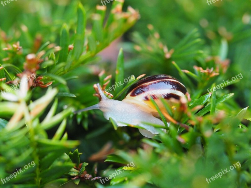 Snail Garden Shell Mollusk Animal