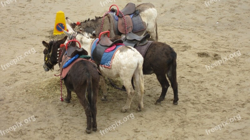 Seaside Donkeys Beach Sand Sea