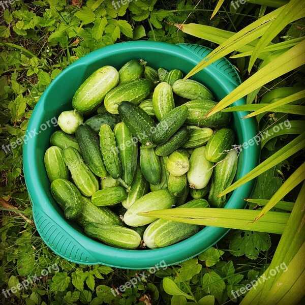 Cucumbers Green Summer Harvest Food