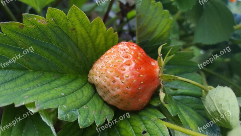 Strawberry Vegetable Garden Juicy Strawberries Dacha Red Berry