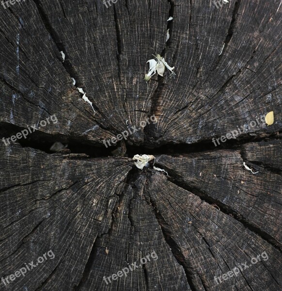 Tree Texture Macro Brown Colors