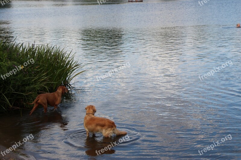 Dogs Lake Water Cold Nature