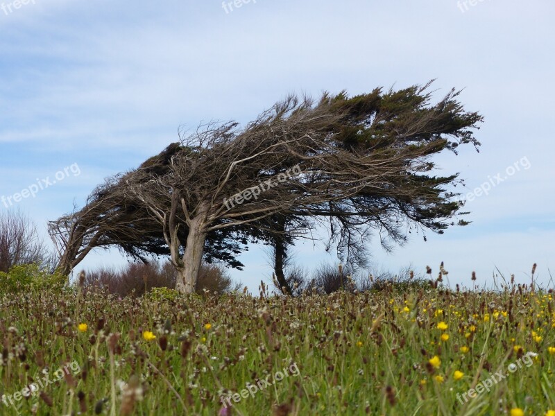 Tree Wind Leaning Leaning Tree Nature