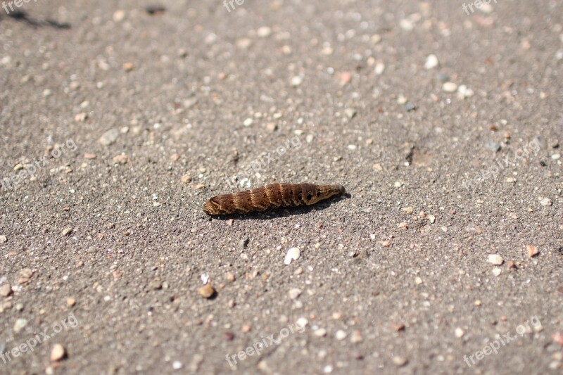 Caterpillar Creeps Road Butterfly Large Caterpillar