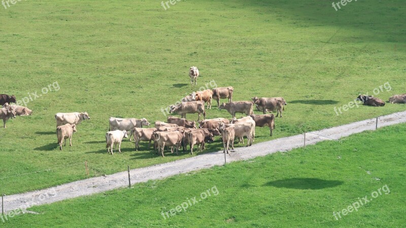 Cows Swiss Alps Free Photos