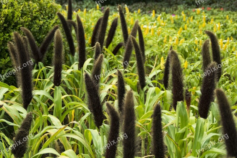 Lush Jiangsu Slender West Lake Free Photos