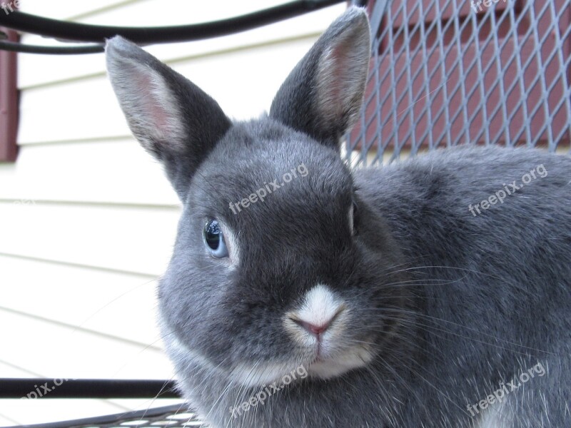 Bunny Rabbit Netherland Dwarf Cute