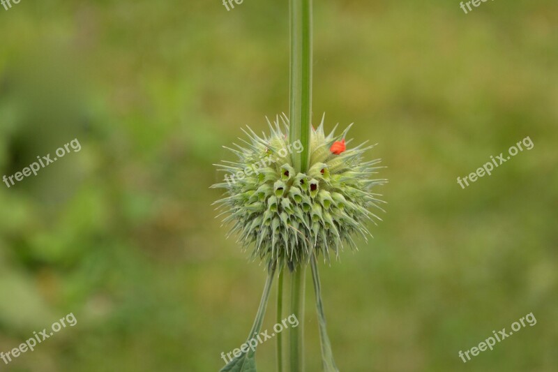 Flower Button Flower Garden Plant Flowering