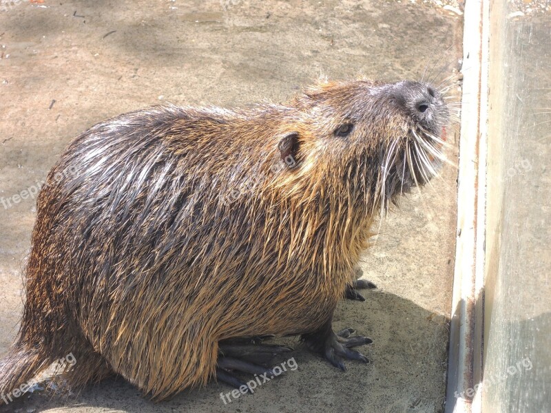 Otter Animal River Water Wet