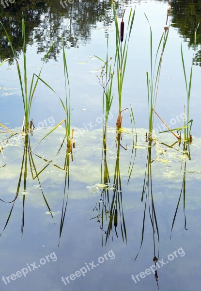 Cattail Waters Aquatic Plant Marsh Plant Typha