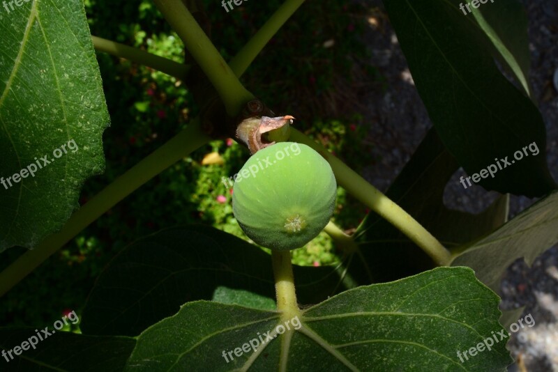 Fruit Green Figs Free Photos