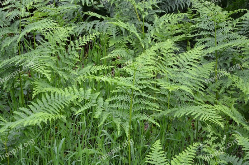 Ferns Undergrowth Green Foliage Tree Fern