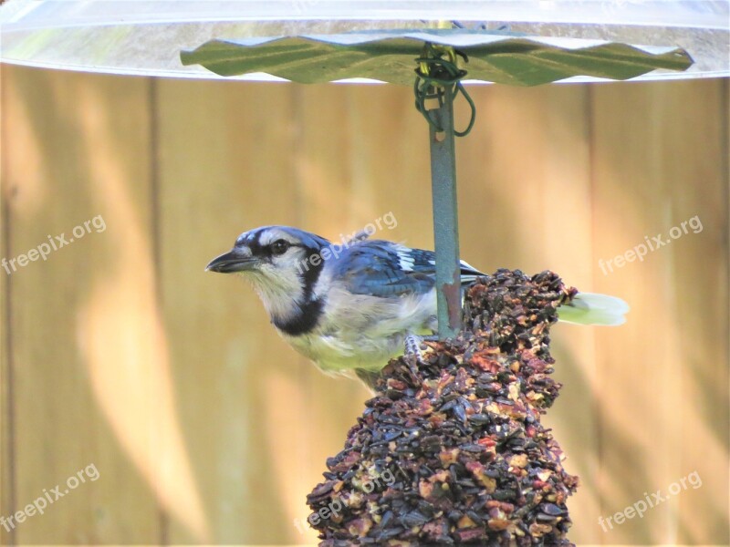 Bird Blue And White Blue Jay Wildlife Free Photos