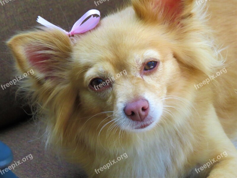 Dog Cute Up Close Brown Pet