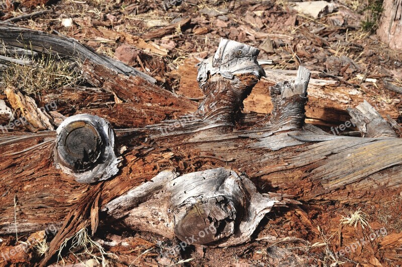 Trunk Rotten Trunk Trunk Old Old Old Wood