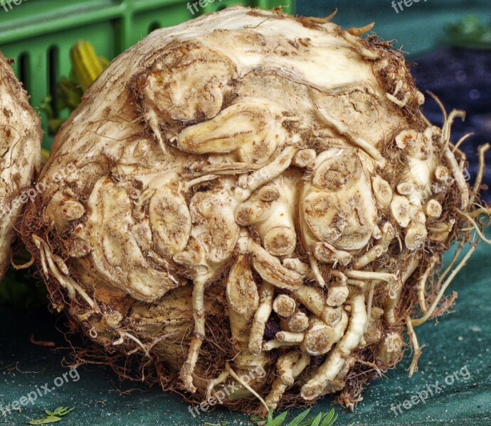 Celery Celeriac Vegetables Tuber Root