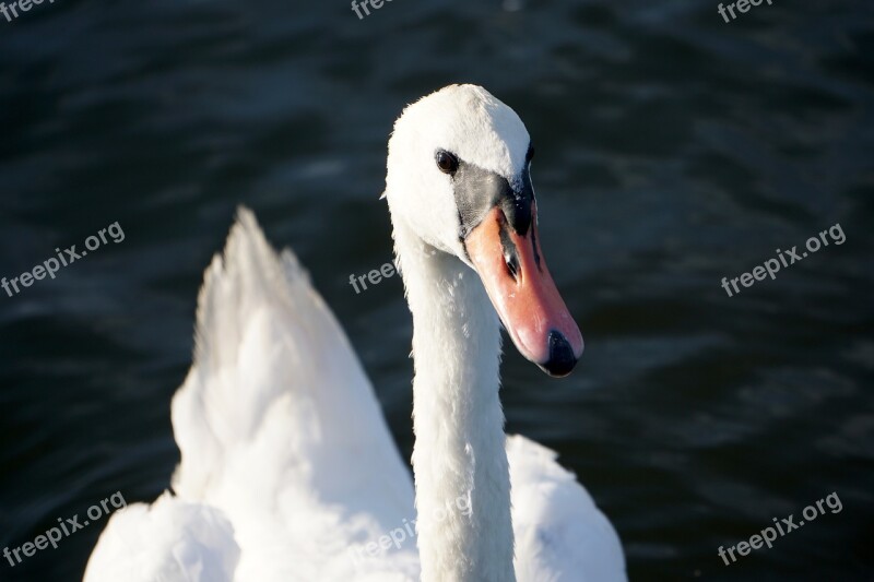 Swan Water Swans White Swan Animal