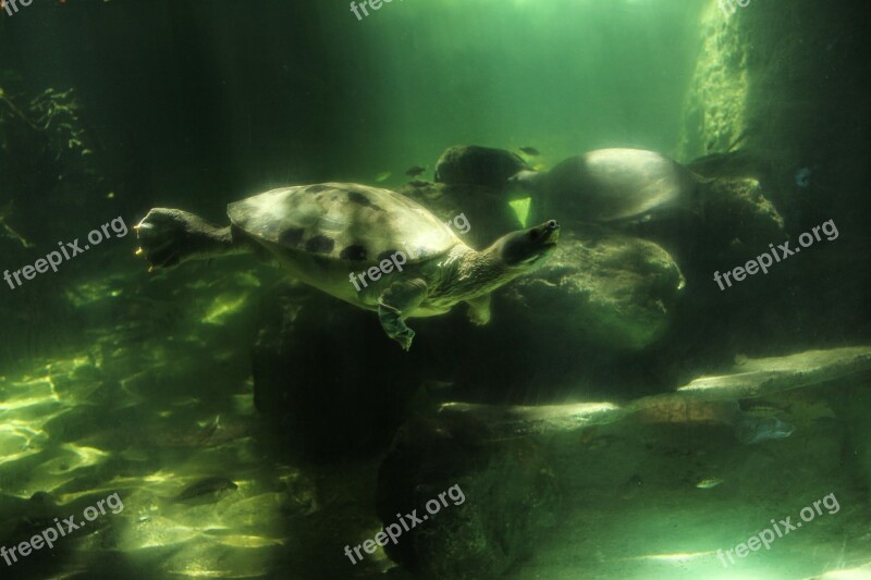 Marine Turtles Is Free Photos