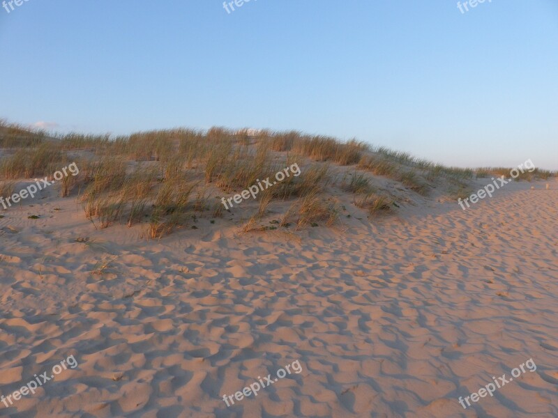 Beach Dune Herbs Ocean Wild