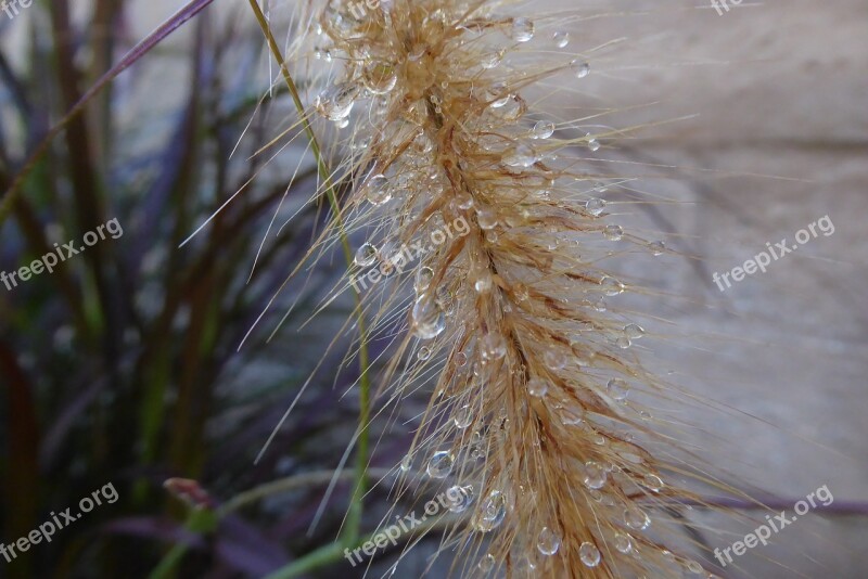 Water Droplets Rainwater Plant Captured Water Drop